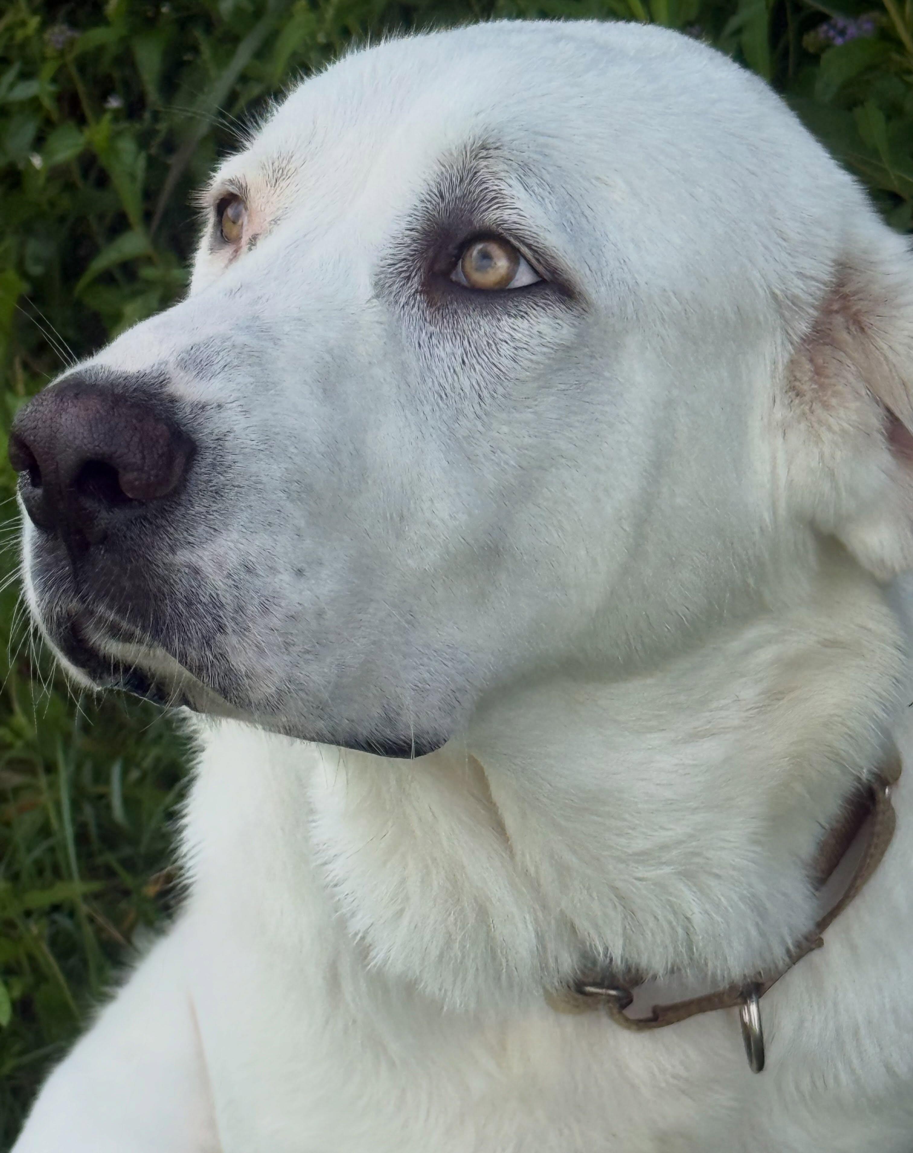 Goose, ADOPTABLE, Adult Male Labrador Retriever & Great Pyrenees.