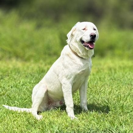 Enlarge Goose, a ADOPTABLE mixed breed in Lebanon, TN image 5/6