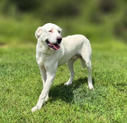 Enlarge Goose, a ADOPTABLE mixed breed in Lebanon, TN image 4/6