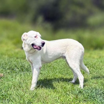 Enlarge Goose, a ADOPTABLE mixed breed in Lebanon, TN image 3/6