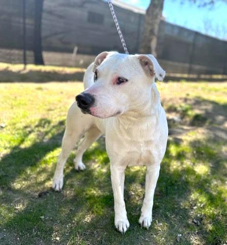 Enlarge Holly , a ADOPTABLE mixed breed in Vashon, WA image 3/6