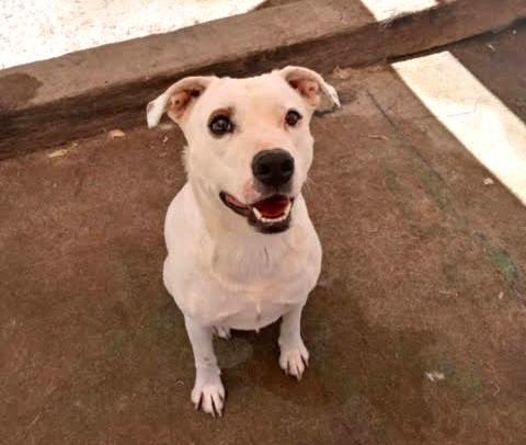 Enlarge Holly , a ADOPTABLE mixed breed in Vashon, WA image 2/6