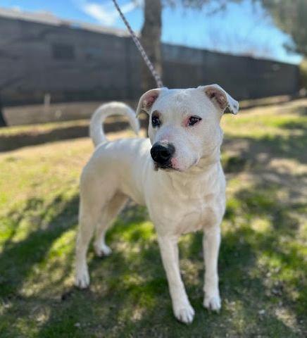 Holly , ADOPTABLE, Adult Female Labrador Retriever & Pit Bull Terrier.
