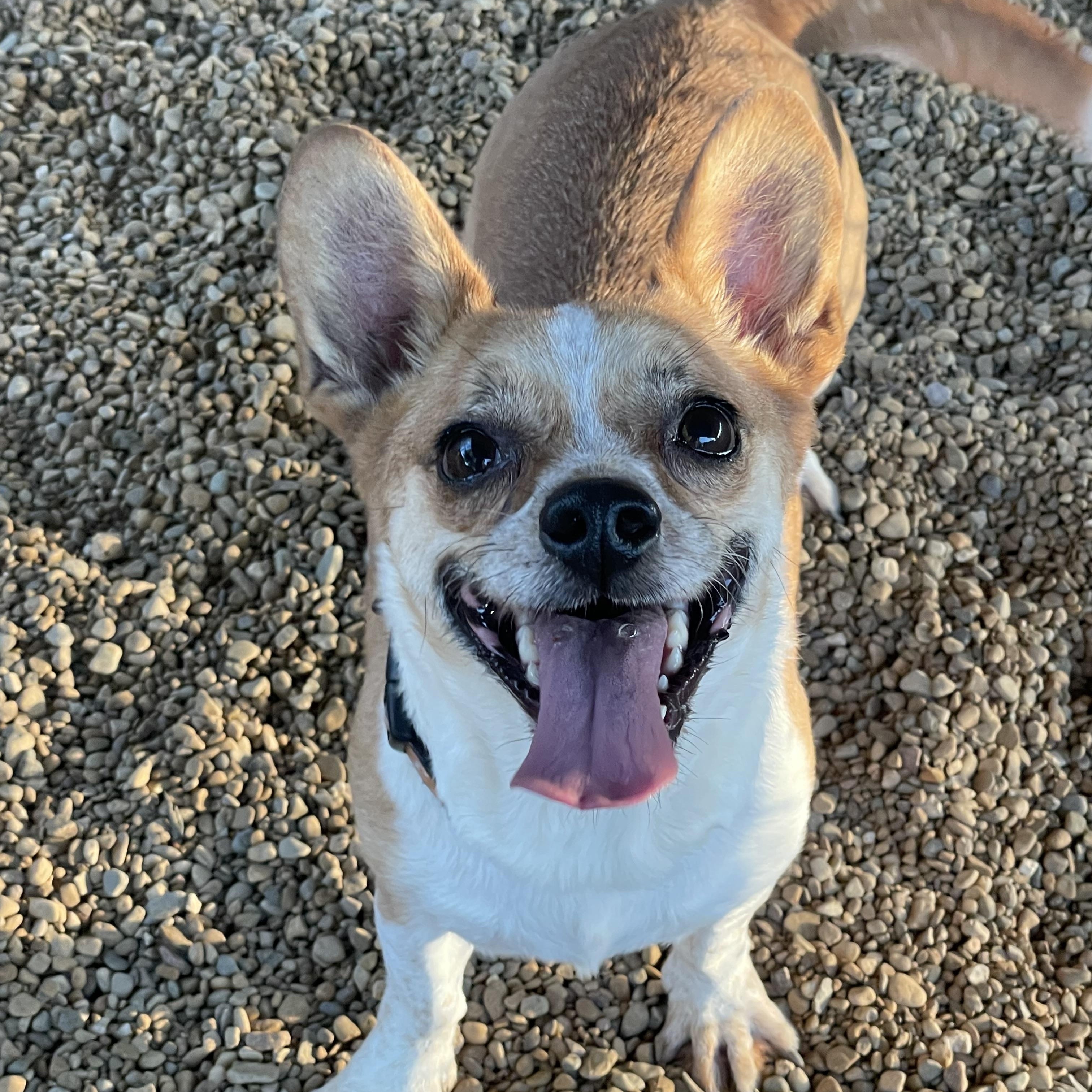 Baby Girl, adopted, Adult Female Corgi.