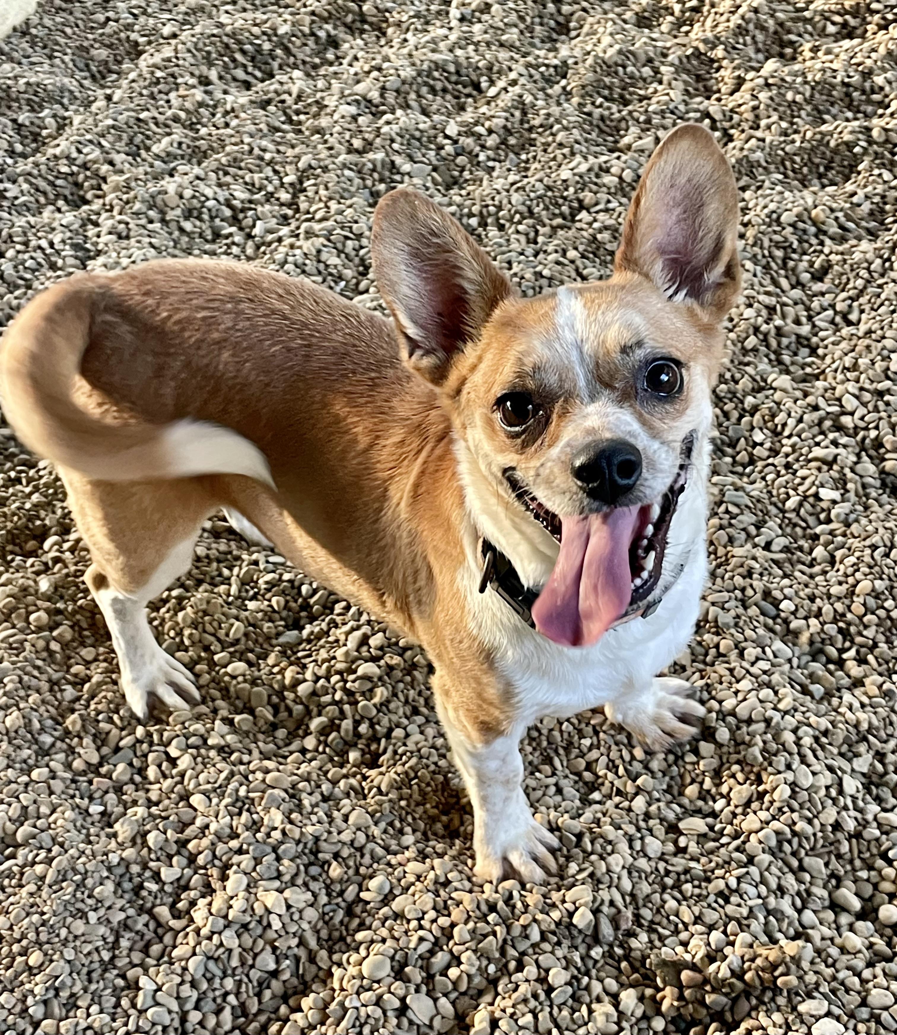 Baby Girl, an adopted mixed breed in Lacon, IL image 3/4