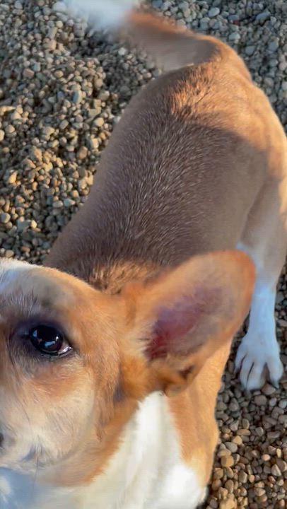 Enlarge Baby Girl, an adopted mixed breed in Lacon, IL video 2/4