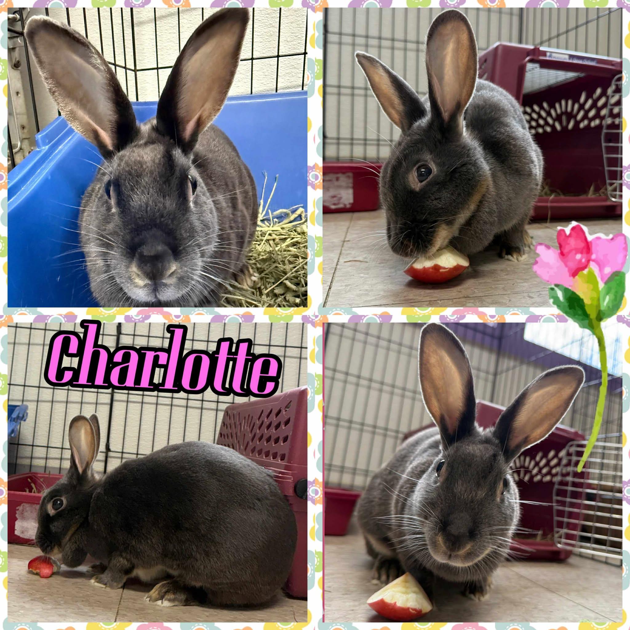 Charlotte, a ADOPTABLE mixed breed in Springfield, VT image 2/3