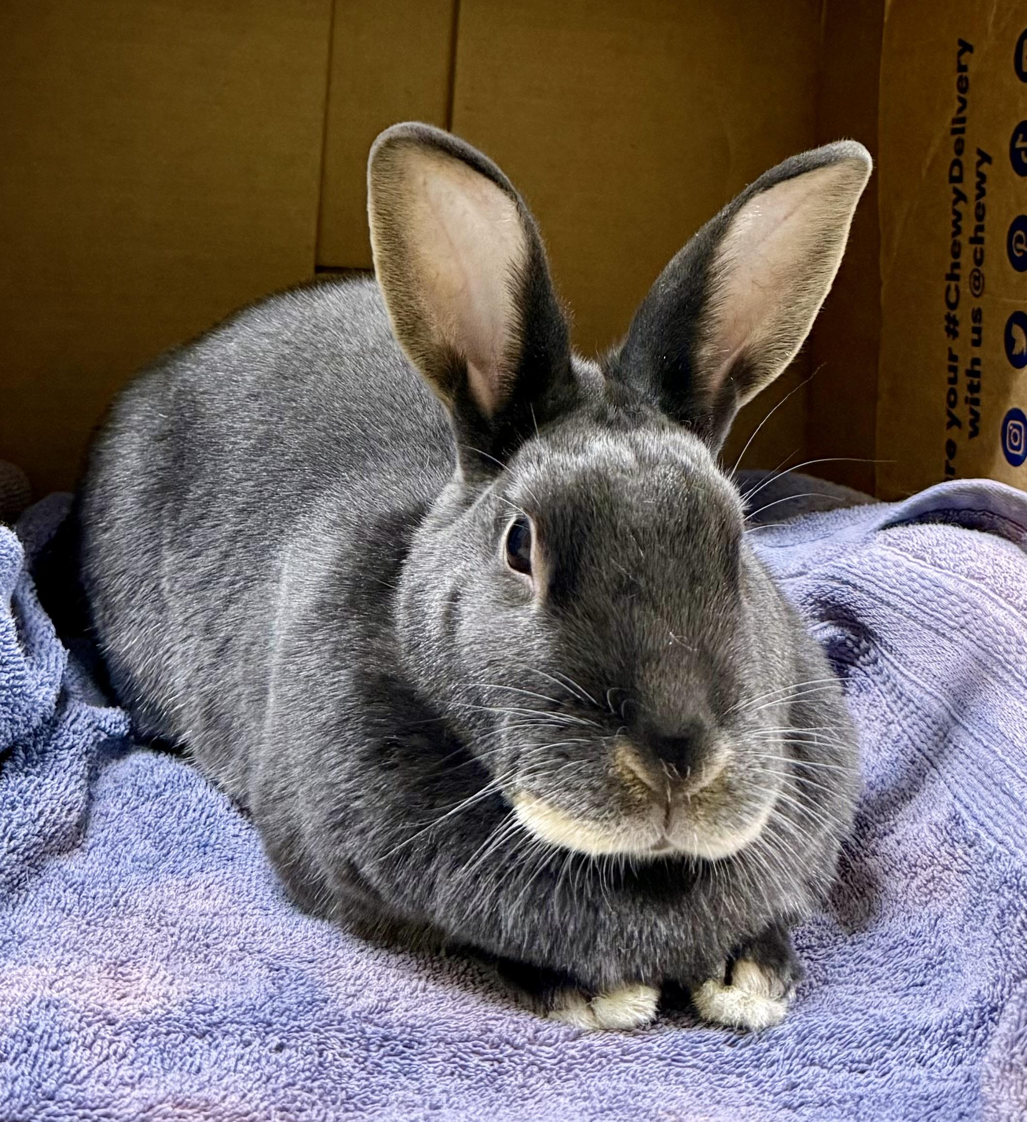 Charlotte, a ADOPTABLE mixed breed in Springfield, VT image 1/3