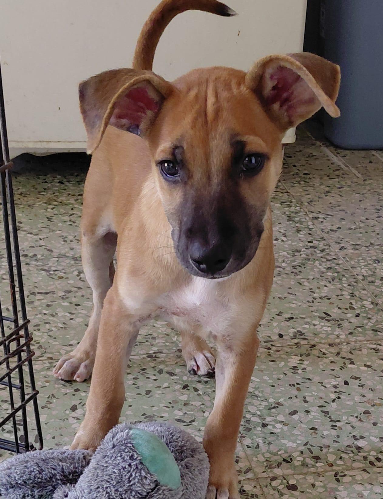 Enlarge Victoria, a Adoptable mixed breed in Glen Rock, NJ image 3/6