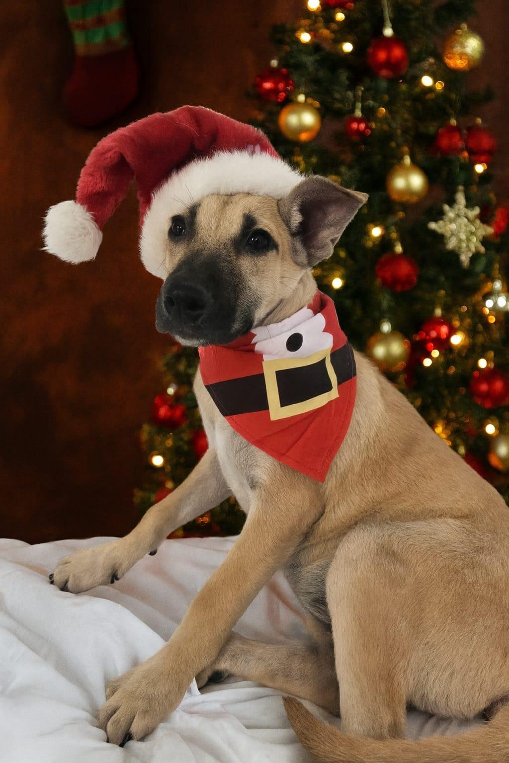 Enlarge Victoria, a Adoptable mixed breed in Glen Rock, NJ image 1/6