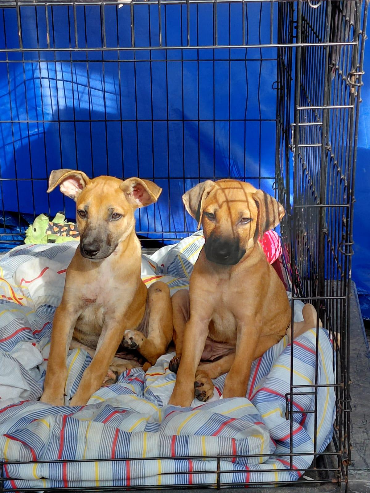 Enlarge Victoria, a Adoptable mixed breed in Glen Rock, NJ image 2/6