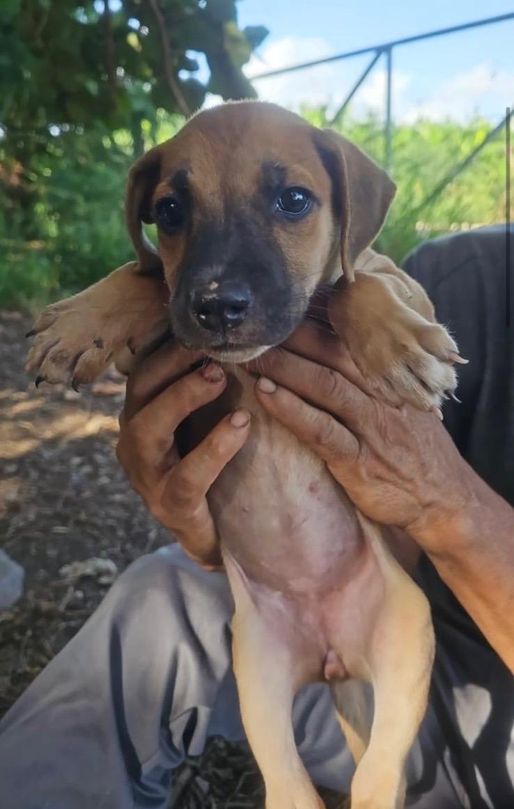 Enlarge Victoria, a Adoptable mixed breed in Glen Rock, NJ image 4/6