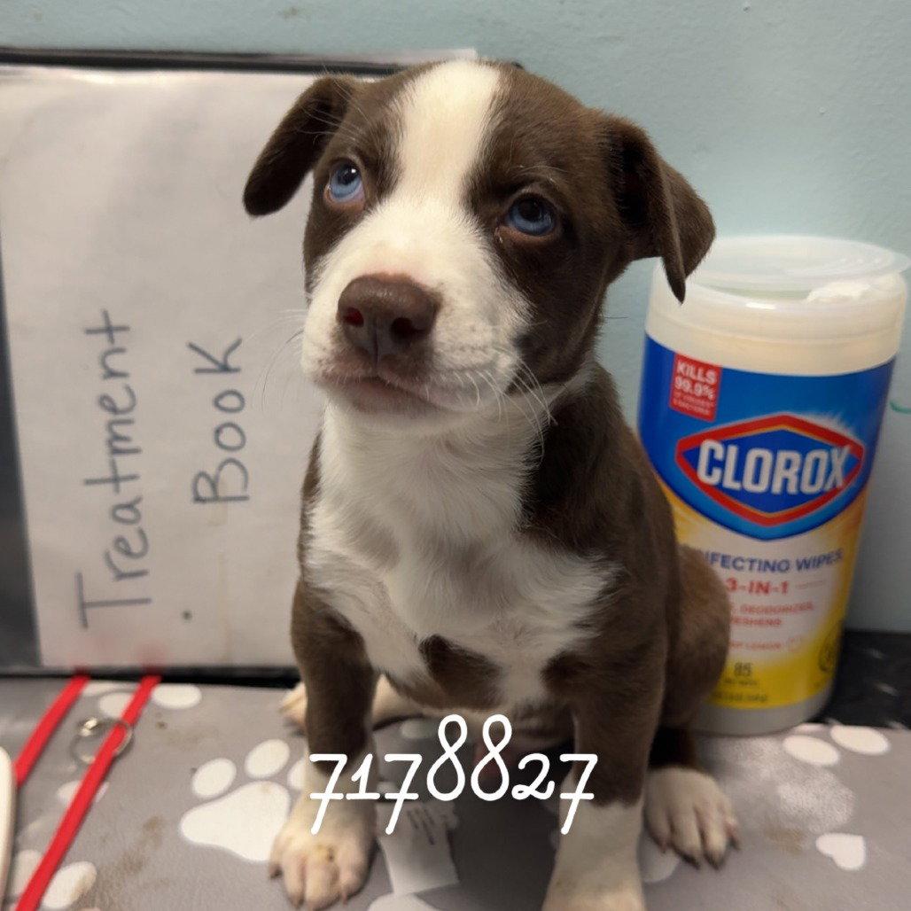 Enlarge BETA, a Adopted mixed breed in Chico, CA image 1/1