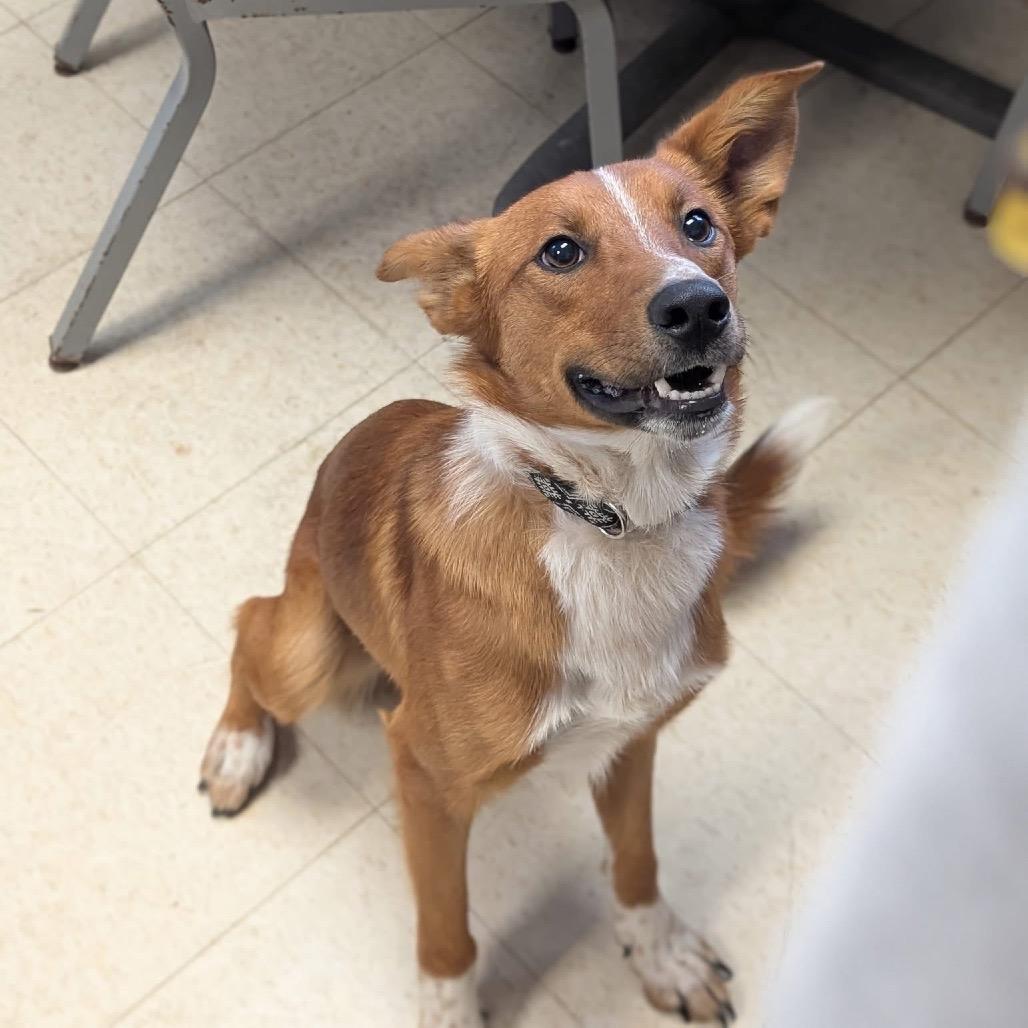 Enlarge Kitsu, a Adoptable mixed breed in Milford, IA image 1/4