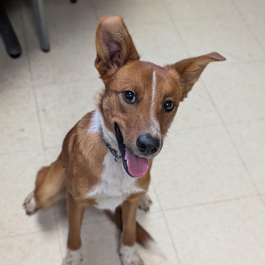 Enlarge Kitsu, a Adoptable mixed breed in Milford, IA image 2/4