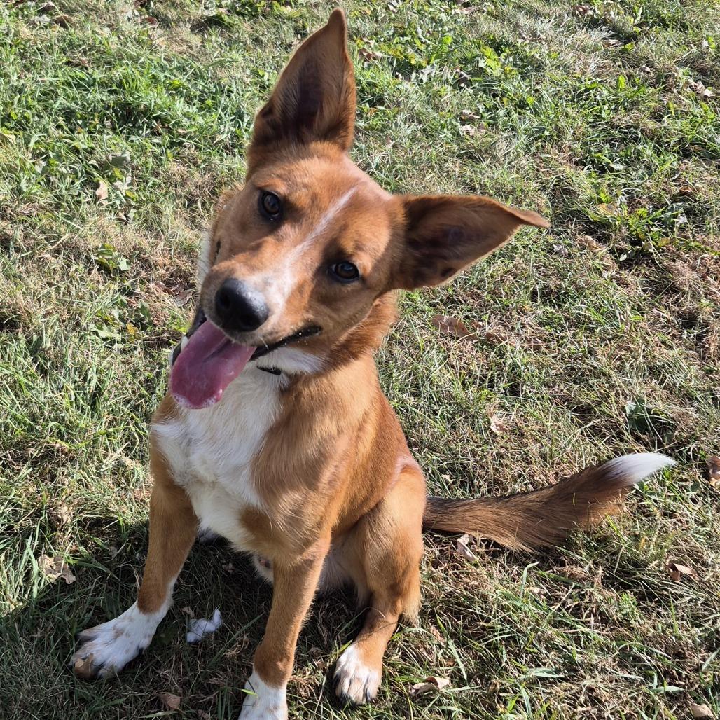 Enlarge Kitsu, a Adoptable mixed breed in Milford, IA image 3/4