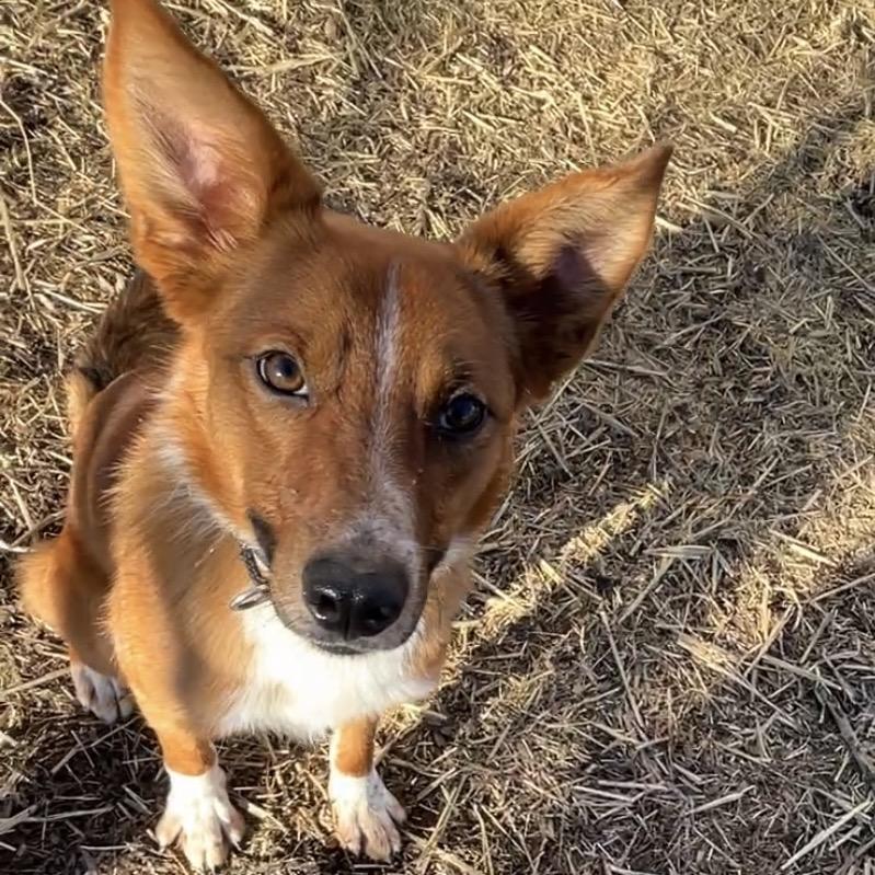 Enlarge Kitsu, a Adoptable mixed breed in Milford, IA image 4/4
