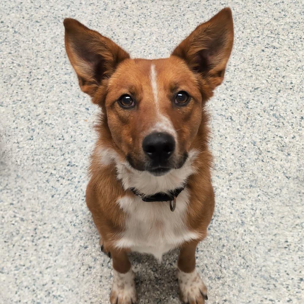 Enlarge Kitsu, a Adoptable mixed breed in Milford, IA image 5/5