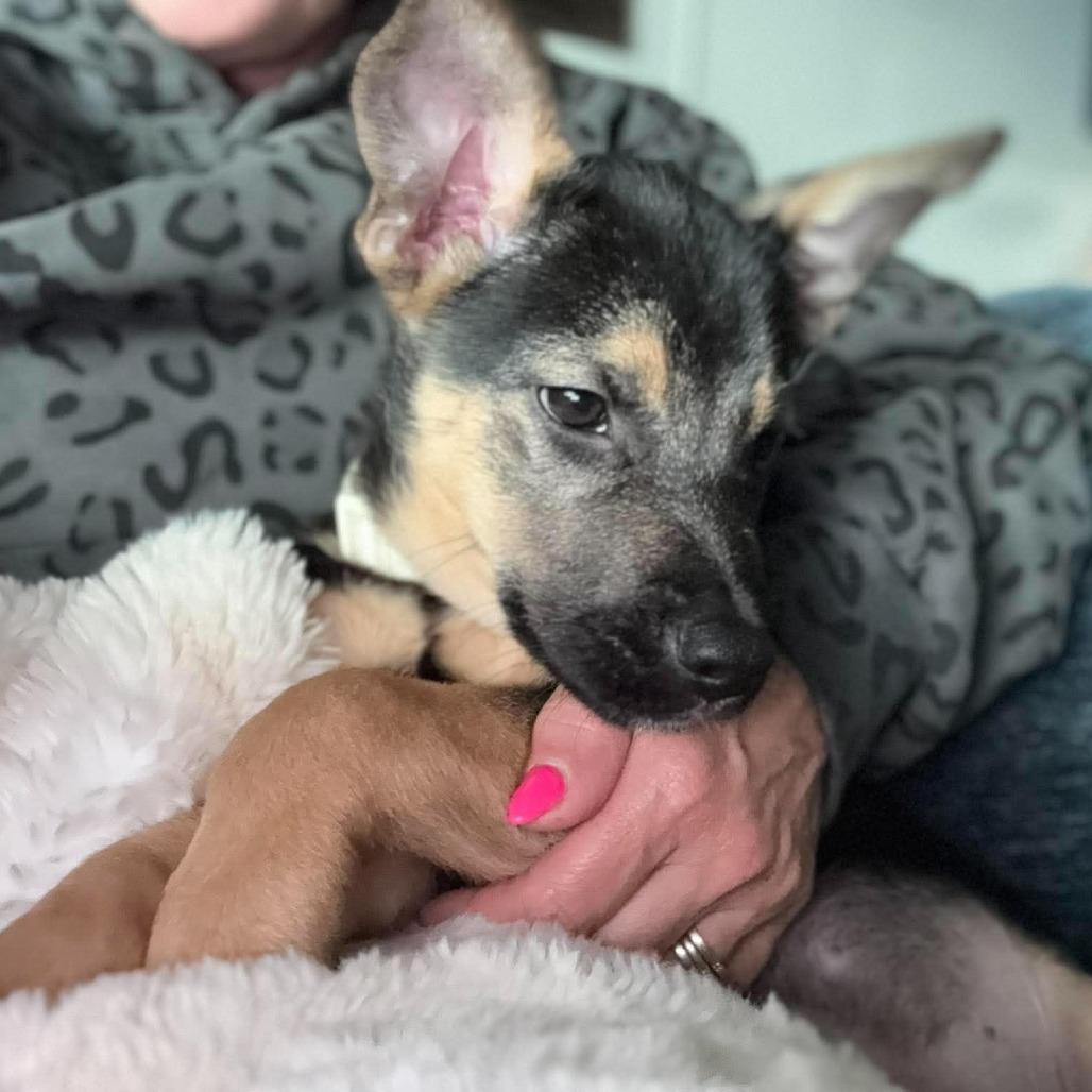 Klaus, Adoptable, Puppy Male Shepherd & Mixed Breed.