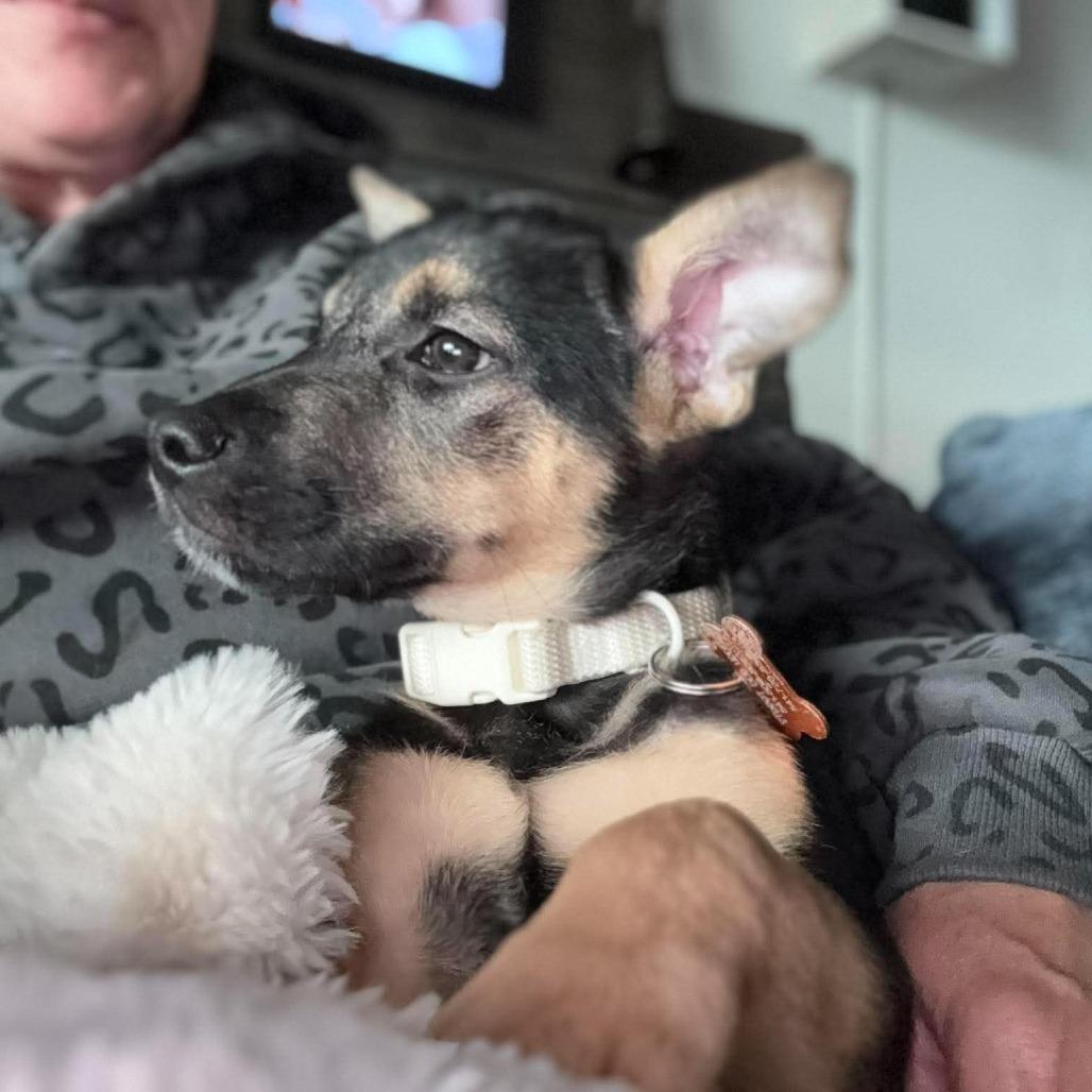 Klaus, a Adoptable mixed breed in Bend, OR image 2/3