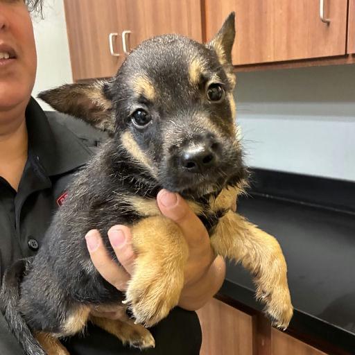 Klaus, a Adoptable mixed breed in Bend, OR image 3/3