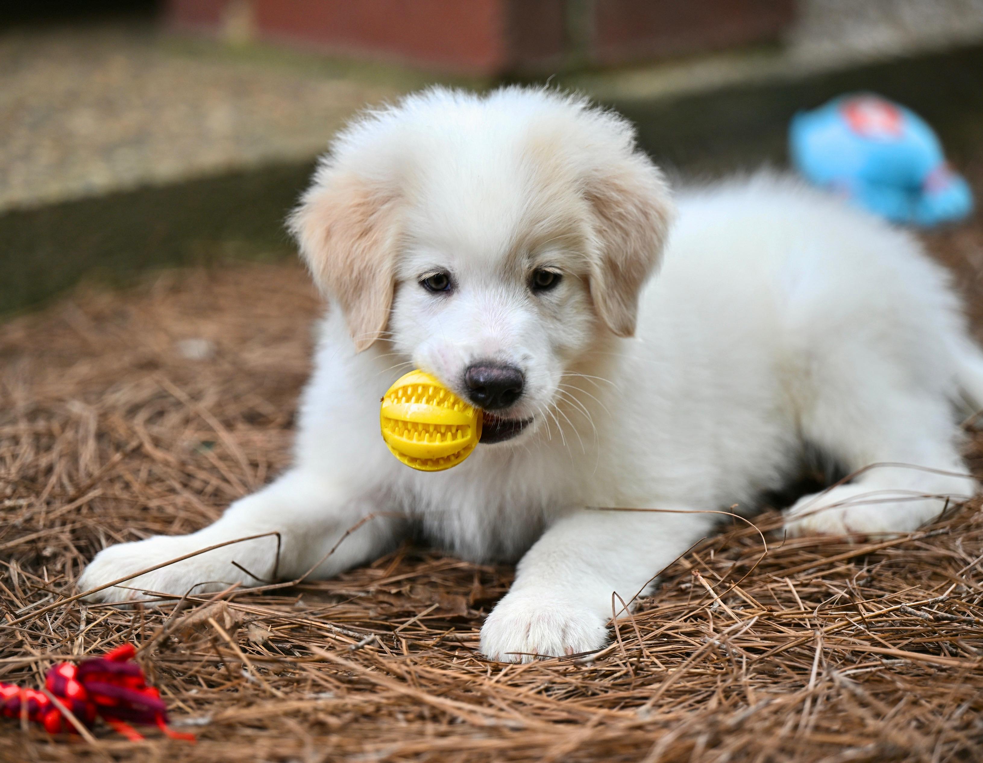 (Calvin) Klein - Designer Doggos, an adopted Great Pyrenees in Manchester, NH image 3/6