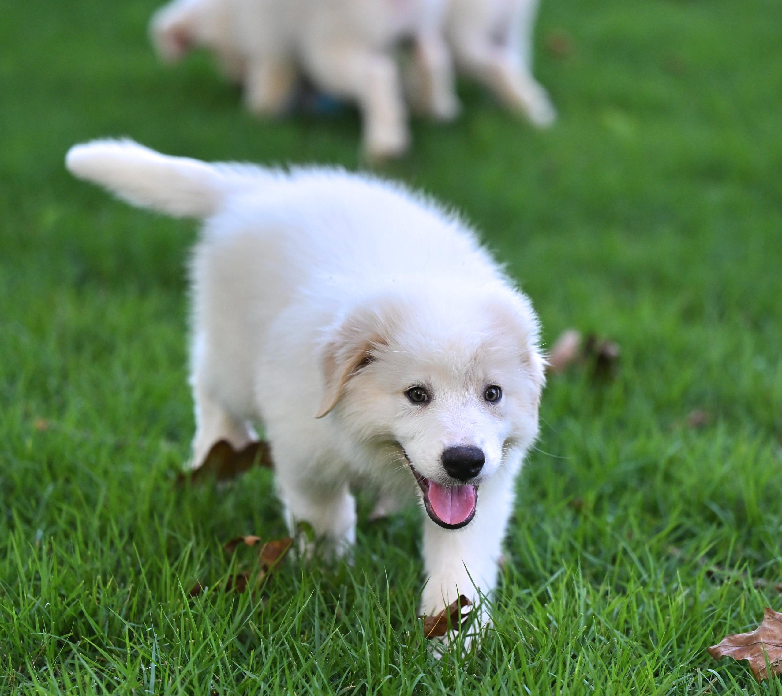 (Calvin) Klein - Designer Doggos, an adopted Great Pyrenees in Manchester, NH image 5/6