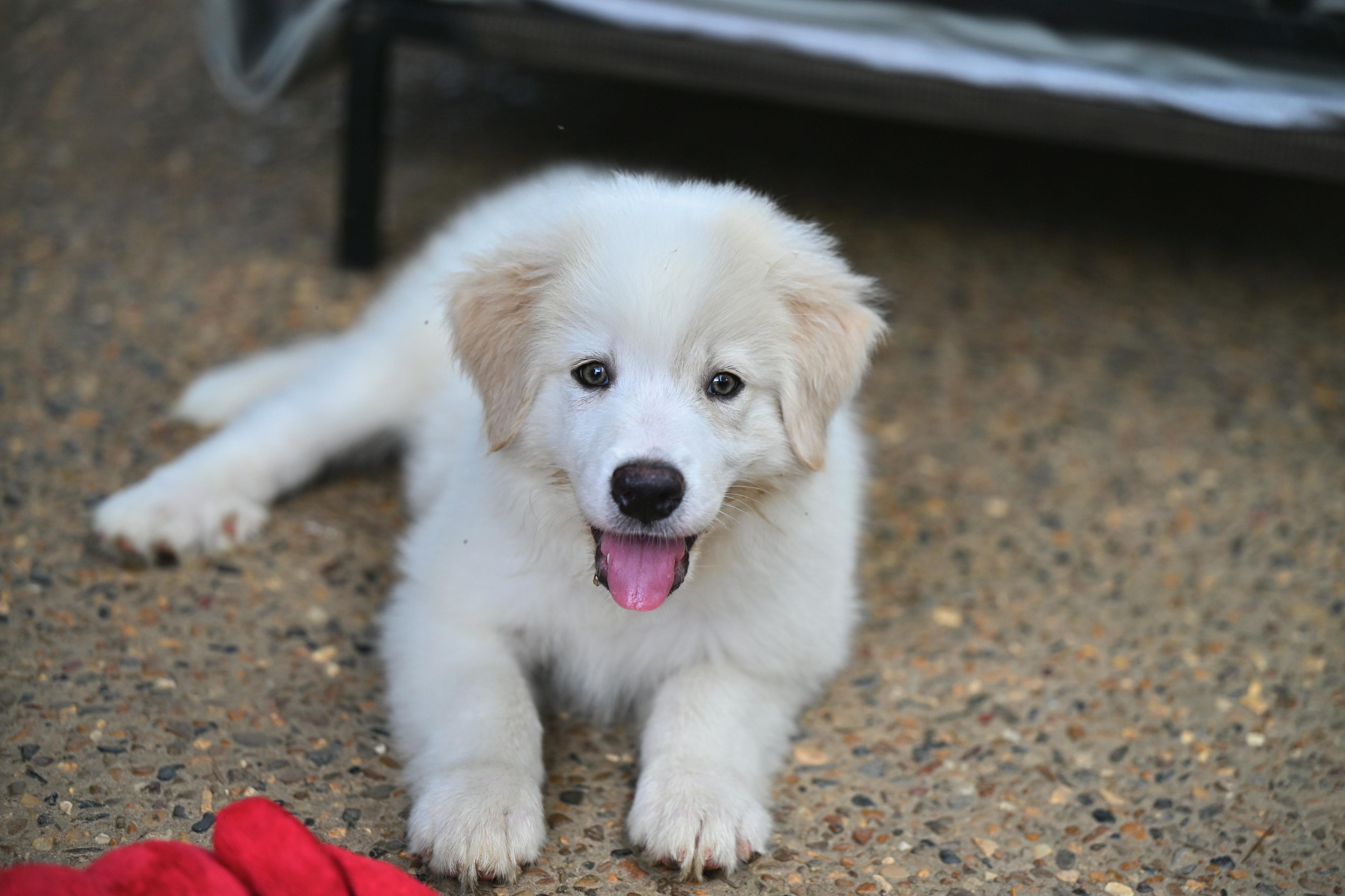(Calvin) Klein - Designer Doggos, an adopted Great Pyrenees in Manchester, NH image 2/6