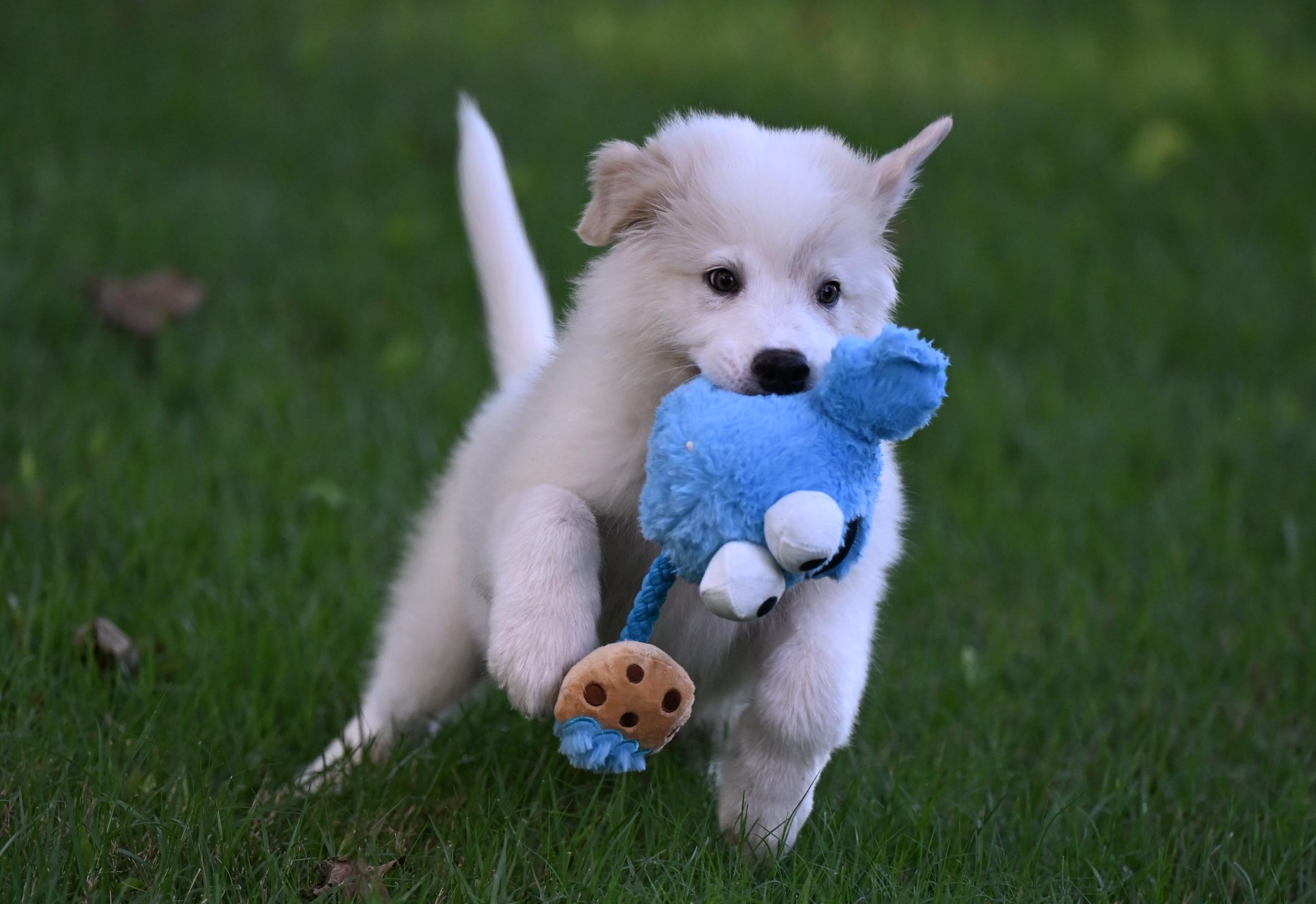 (Calvin) Klein - Designer Doggos, an adopted Great Pyrenees in Manchester, NH image 4/6