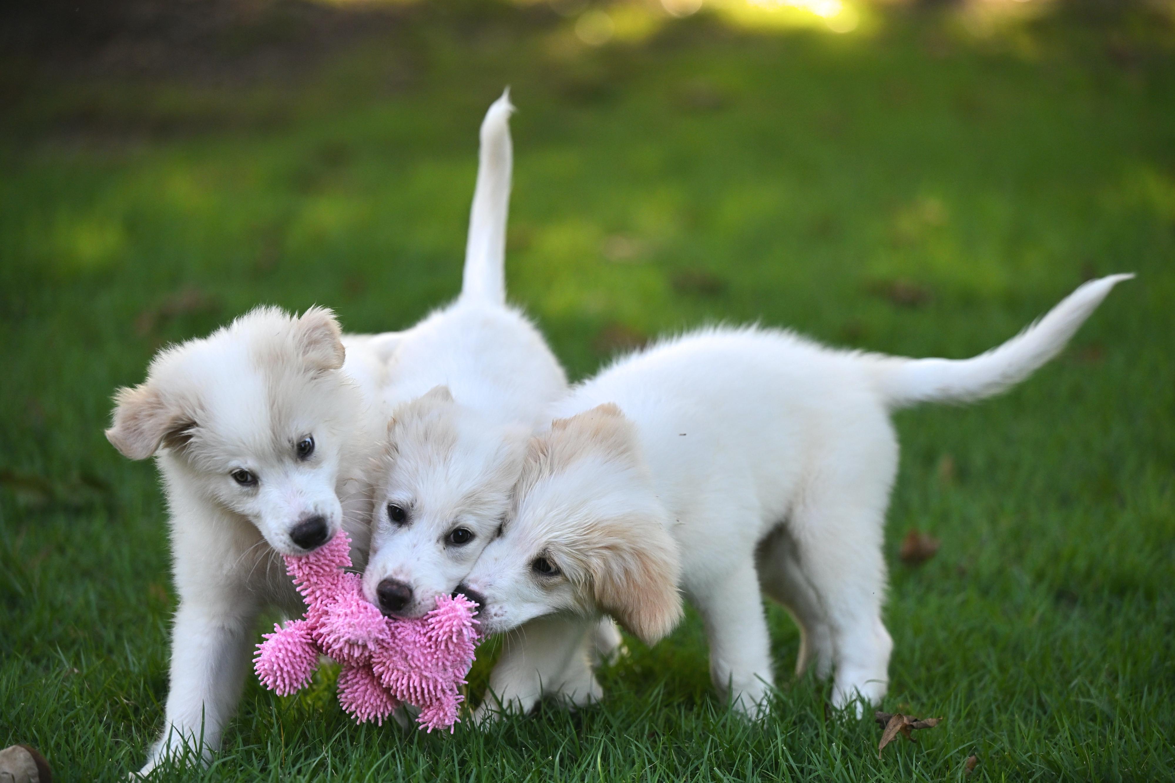 (Calvin) Klein - Designer Doggos, an adopted Great Pyrenees in Manchester, NH image 6/6