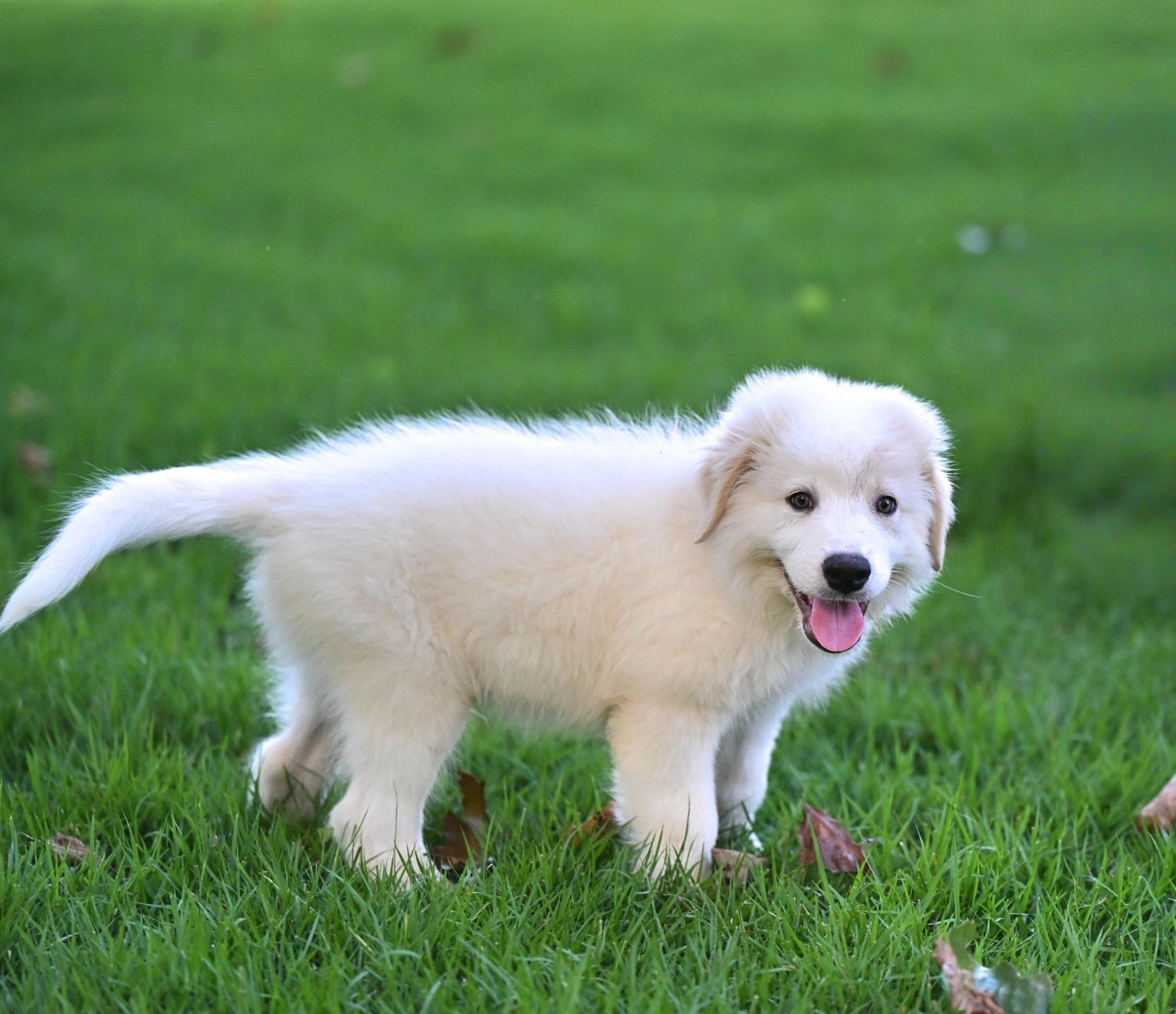 (Calvin) Klein - Designer Doggos, adopted, Puppy Male Great Pyrenees.