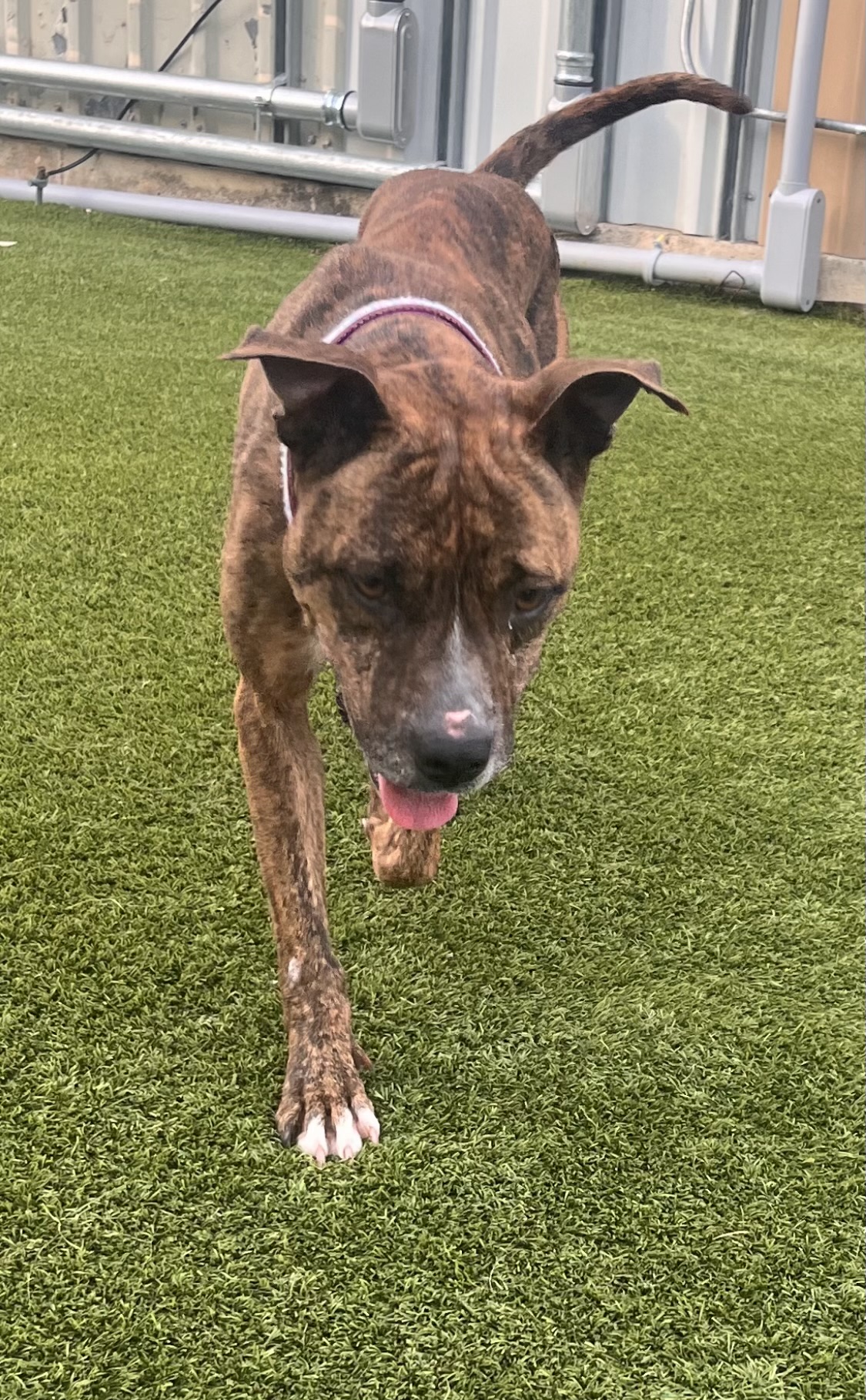 Dog for adoption Frida, an American Staffordshire Terrier Mix in