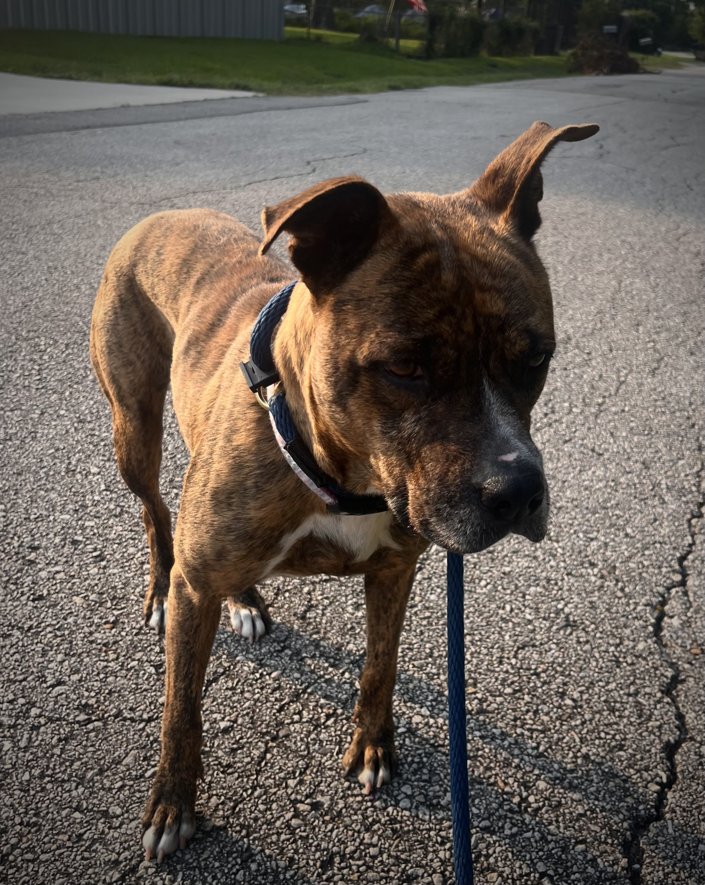 Dog for adoption Frida, an American Staffordshire Terrier Mix in
