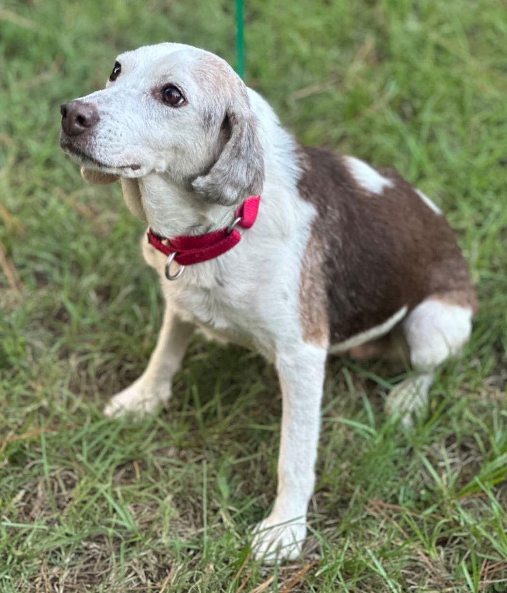 Scarlett, Adoptable, Senior Female Beagle.