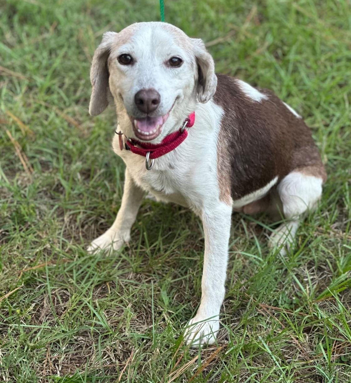 Enlarge Scarlett, a Adoptable Beagle in Dunnellon, FL image 2/3