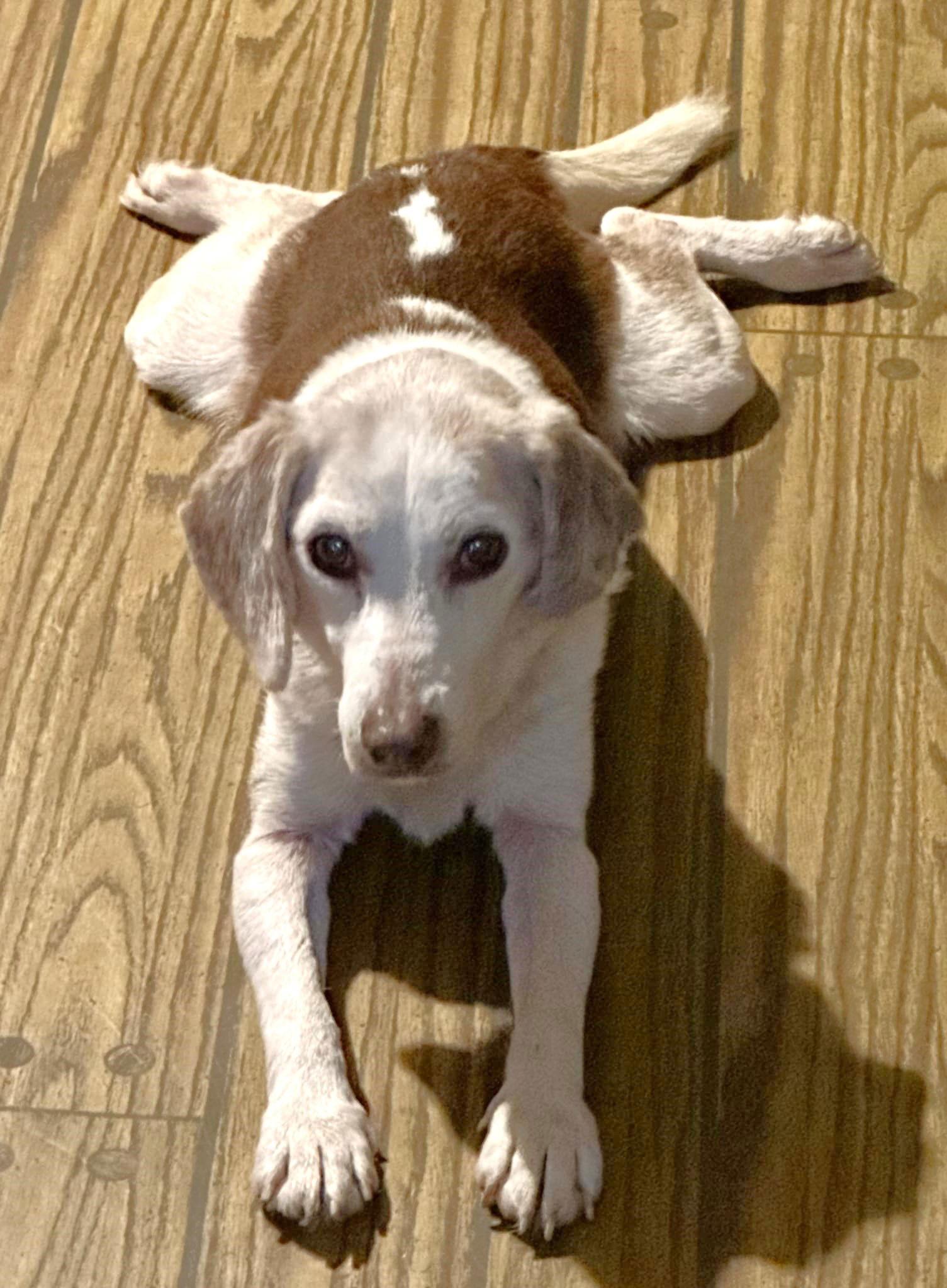 Enlarge Scarlett, a Adoptable Beagle in Dunnellon, FL image 3/3