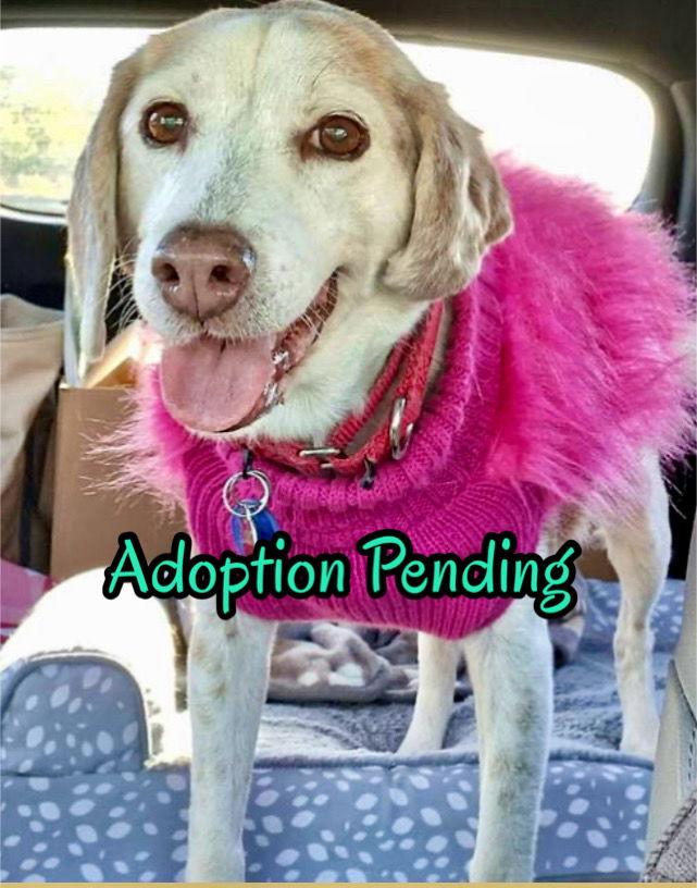 Scarlett — thumbnail 3