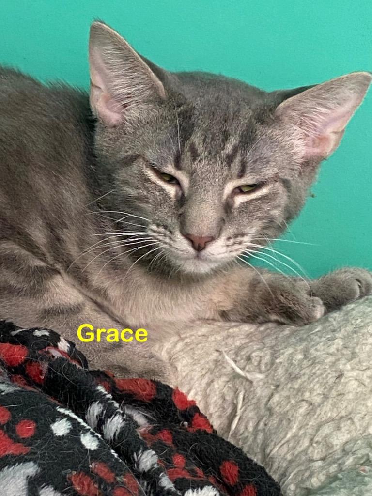 Enlarge Grace, a Adoptable mixed breed in Plattsburgh, NY image 1/1