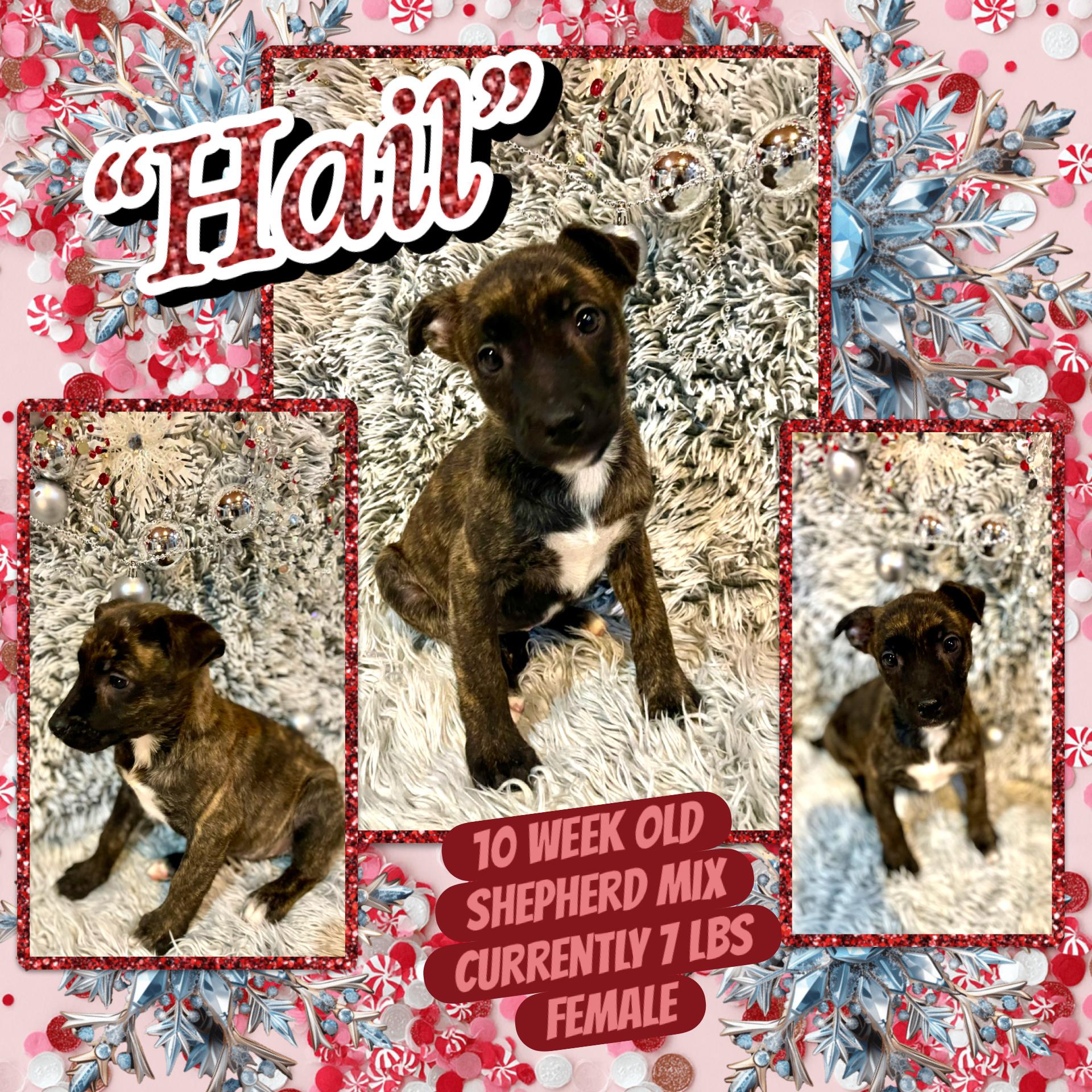 Enlarge “Hail”, a Adoptable mixed breed in Totowa, NJ image 1/2