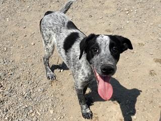 Doc, adopted, Young Male Cattle Dog & Australian Cattle Dog / Blue Heeler.