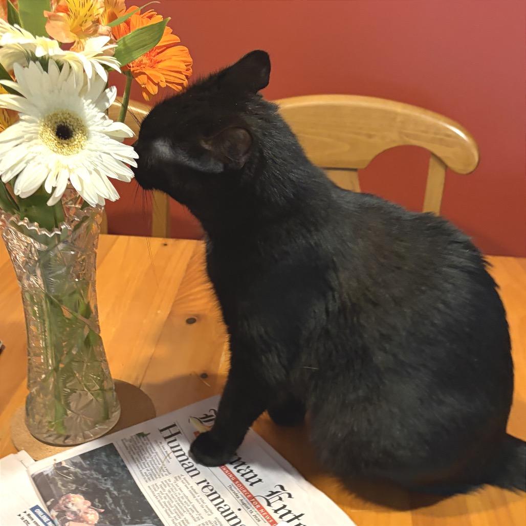 Iris, Adoptable, Adult Female Domestic Short Hair.