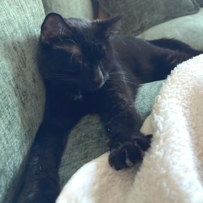 Enlarge Iris, a Adoptable Domestic Short Hair in Traverse City, MI image 2/6