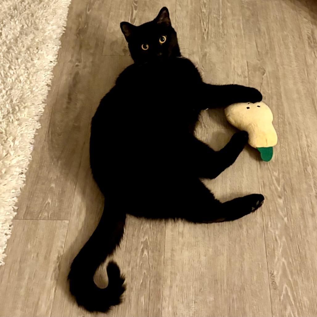 Enlarge Iris, a Adoptable Domestic Short Hair in Traverse City, MI image 2/5