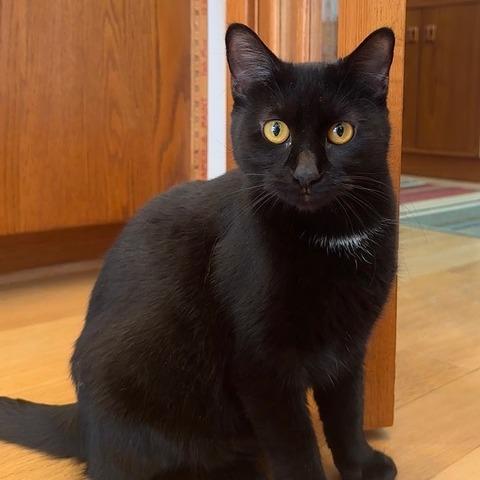 Enlarge Iris, a Adoptable Domestic Short Hair in Traverse City, MI image 3/5