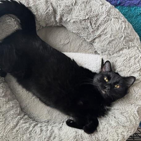 Enlarge Iris, a Adoptable Domestic Short Hair in Traverse City, MI image 4/6