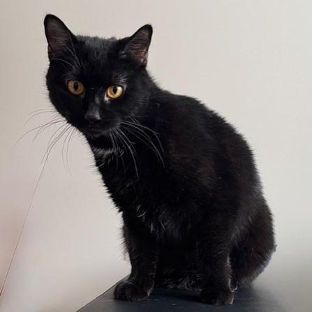 Enlarge Iris, a Adoptable Domestic Short Hair in Traverse City, MI image 4/5