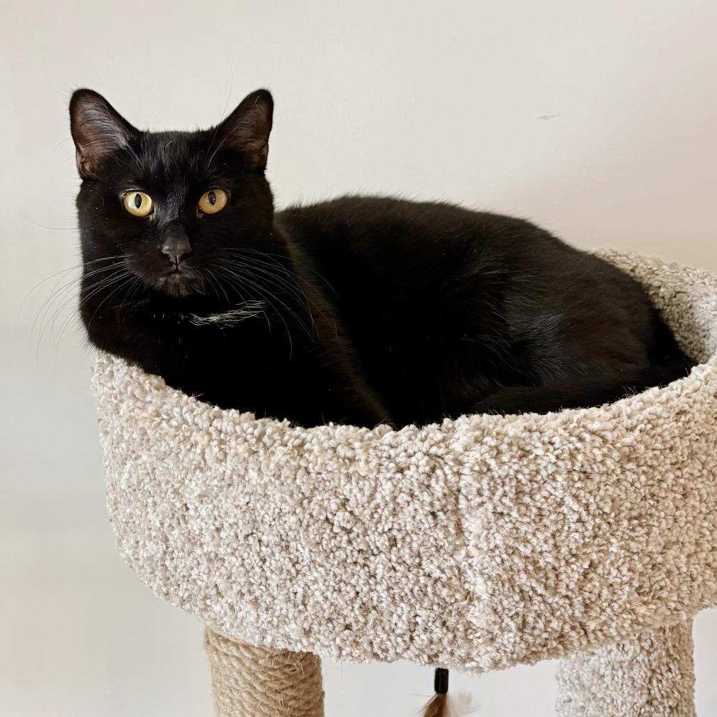 Enlarge Iris, a Adoptable Domestic Short Hair in Traverse City, MI image 5/5