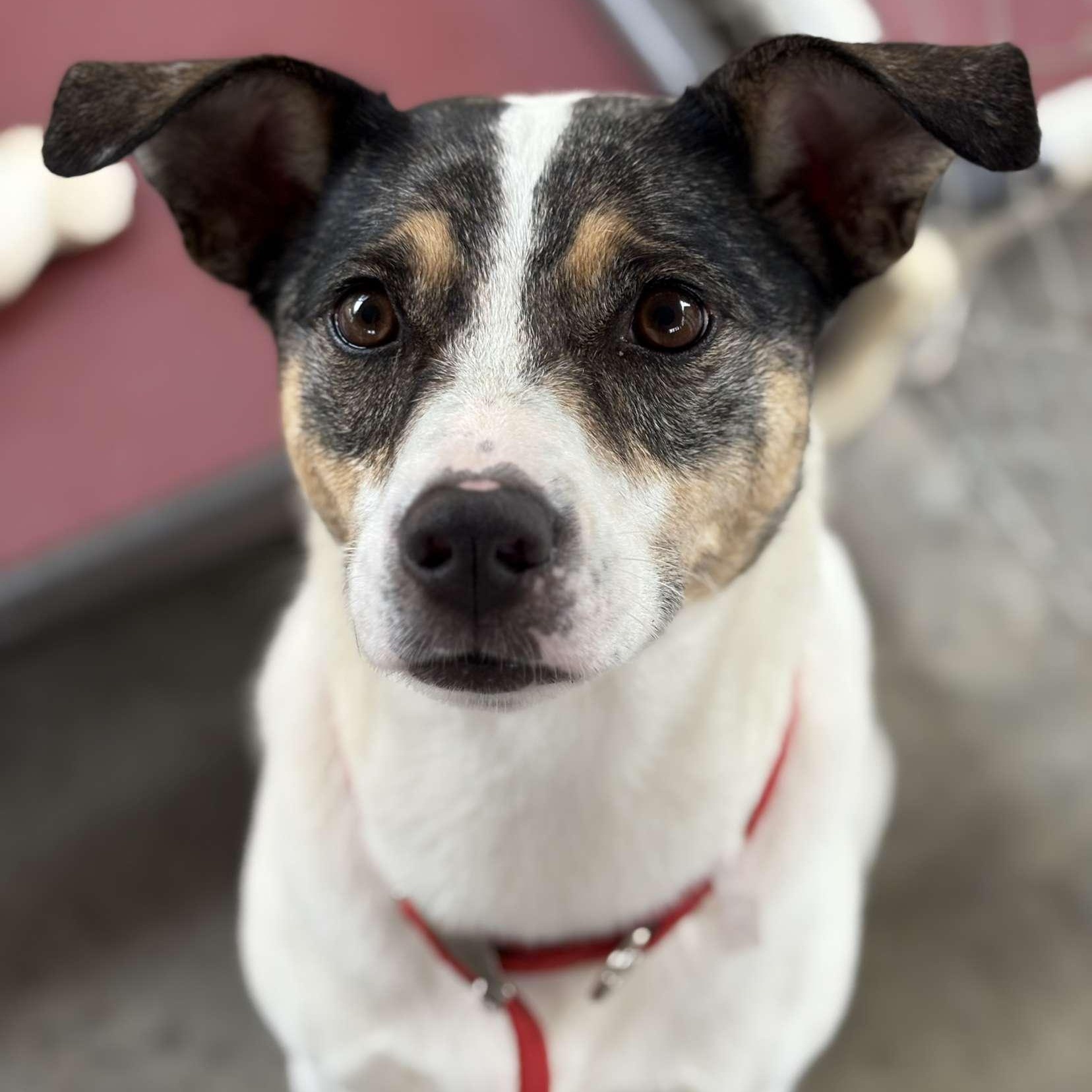 Luna