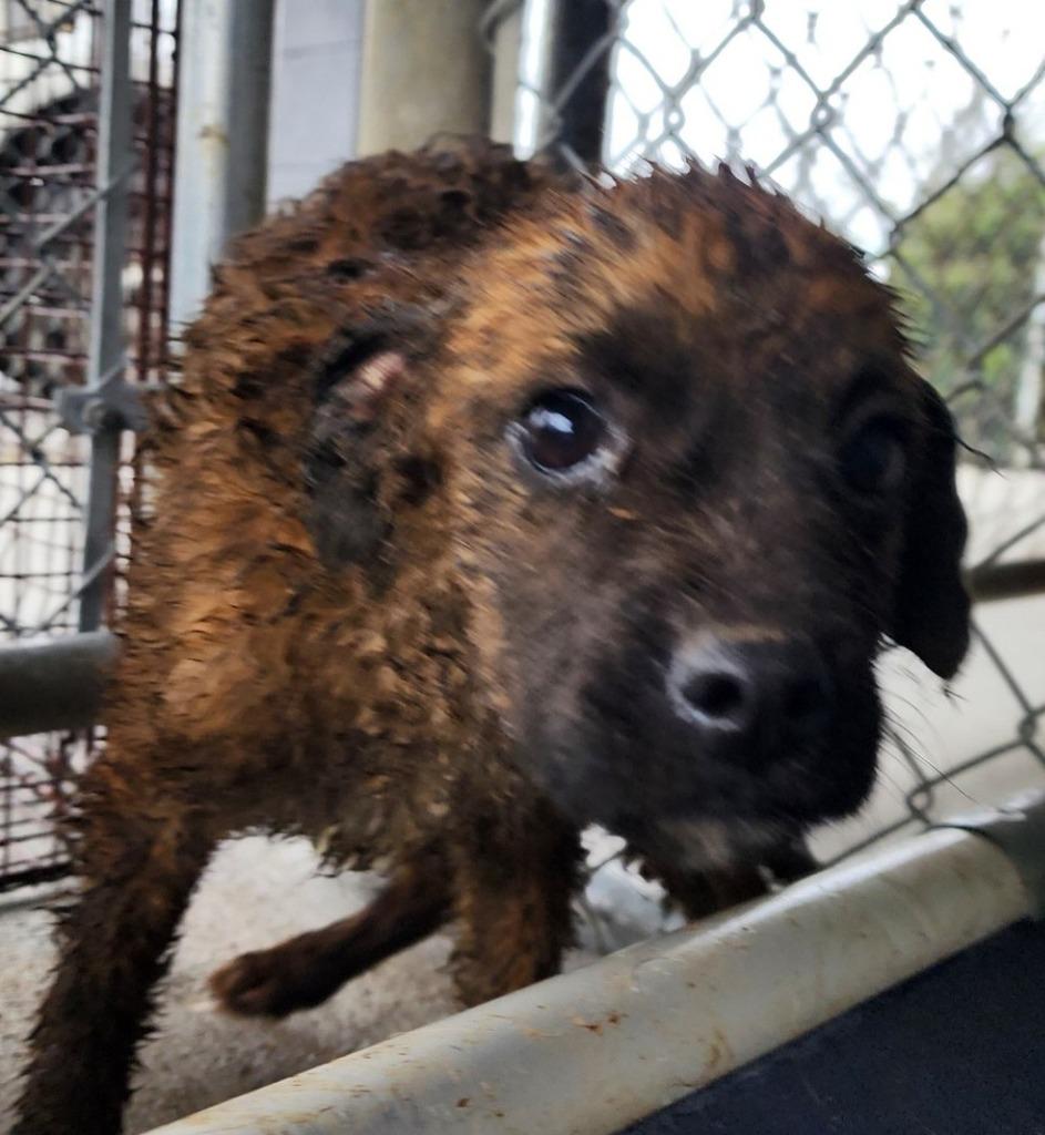 Ozzie / AC 26547 E, Adoptable, Young Male Terrier.