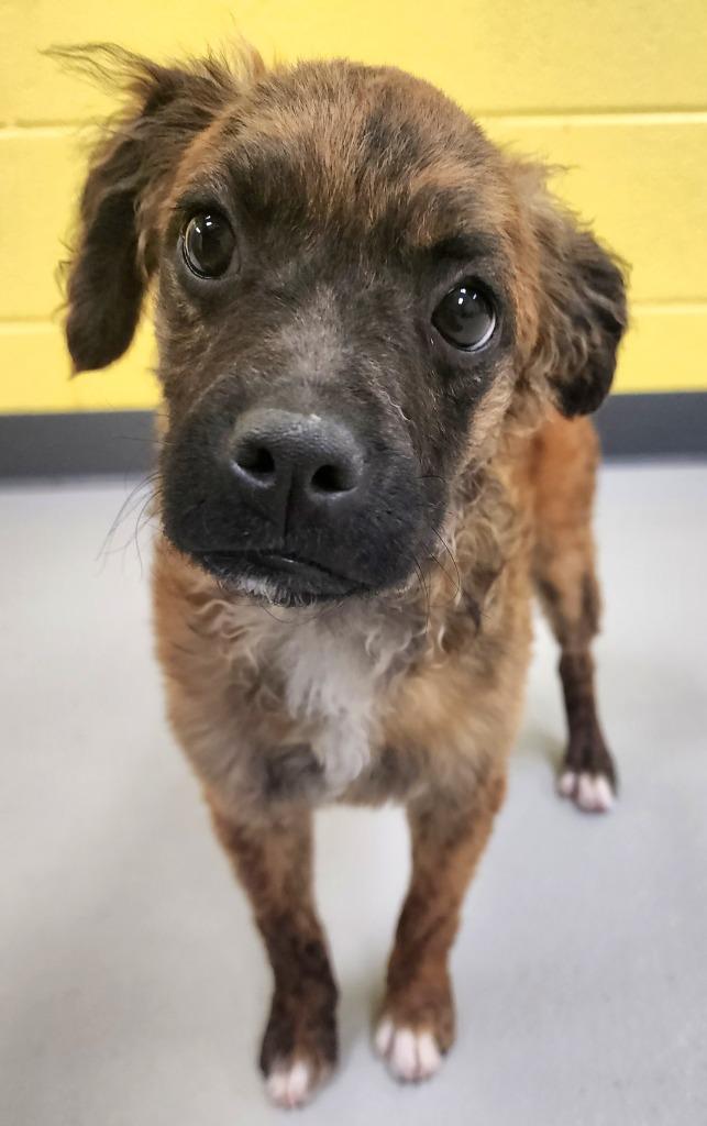 Ozzie / AC 26547 E, a Adoptable mixed breed in Greeneville, TN image 2/2